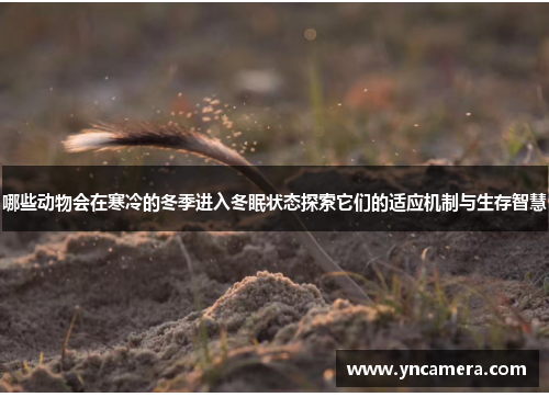 哪些动物会在寒冷的冬季进入冬眠状态探索它们的适应机制与生存智慧